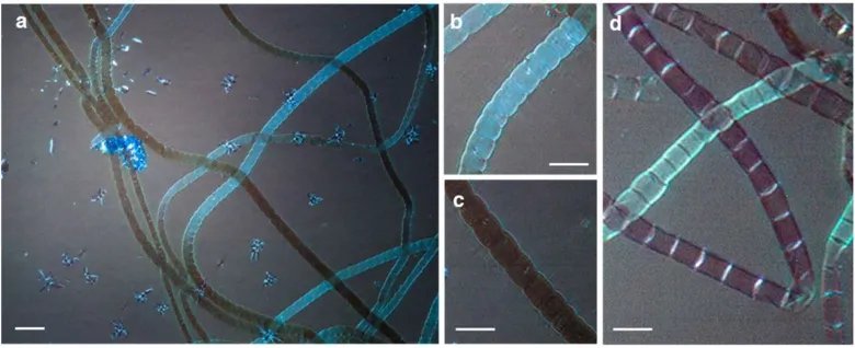 bacteria wires metal